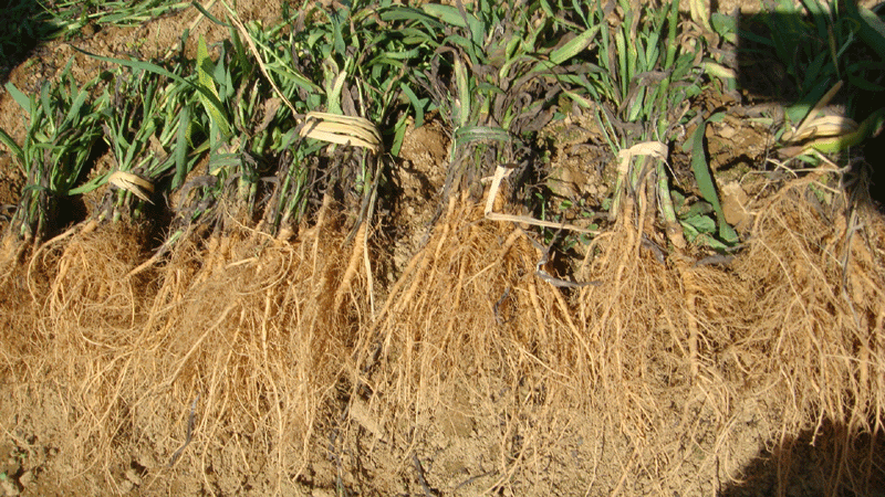 野生柴胡怎样种植