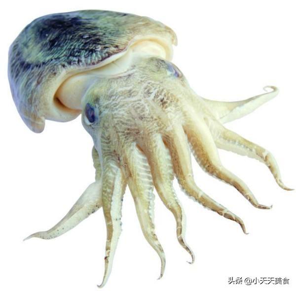 我来说说章鱼,乌贼,鱿鱼,八爪鱼有啥不一样,乌贼和墨鱼是同一种鱼
