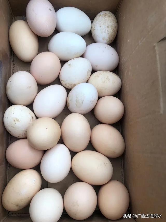 怎样识别公鸡蛋和母鸡蛋