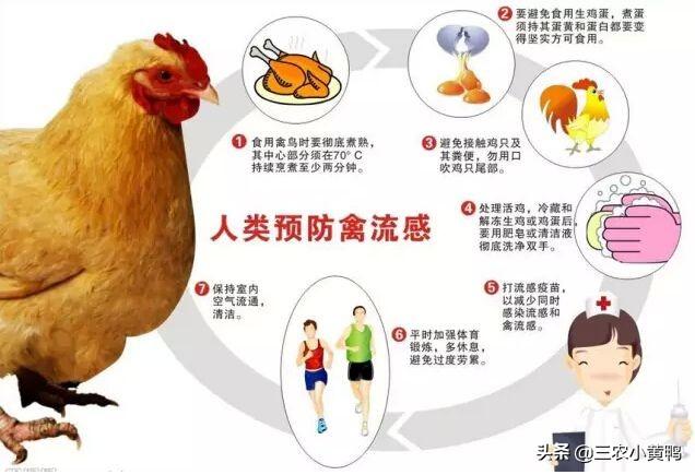 四川发生家禽h5n6亚型禽流感发病死亡1840只风险如何