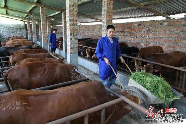 养肉牛牛栏如何设计好
