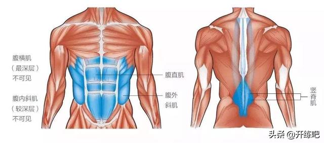 侧腹肌怎么练才最快