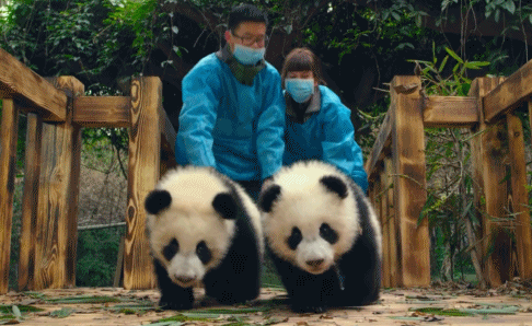 大熊猫是猫吗大熊猫知不知道自己是国宝