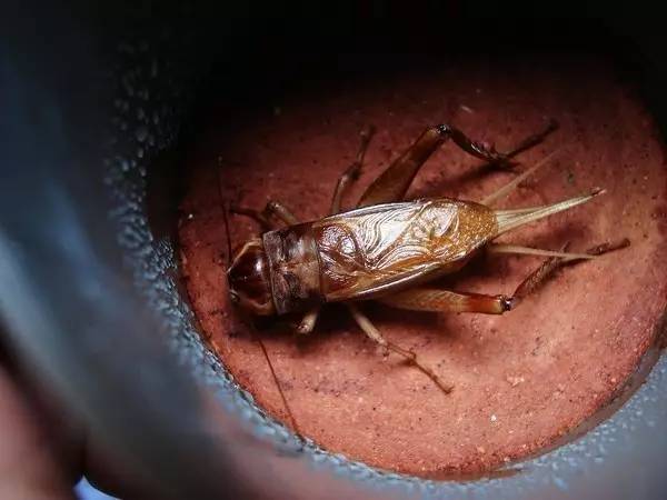 黑虫油葫芦饲养诀窍黑虫葫芦砸底技巧
