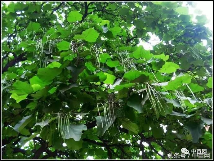 梓树常绿还是落叶梓树是什么树