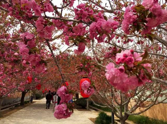 原創｜煙臺這些地方即將進入盛花期，最全“花海地圖”送給你！