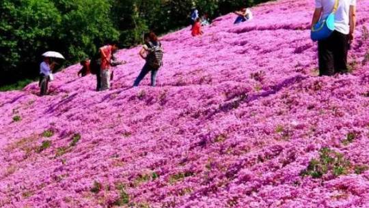 原創｜煙臺這些地方即將進入盛花期，最全“花海地圖”送給你！