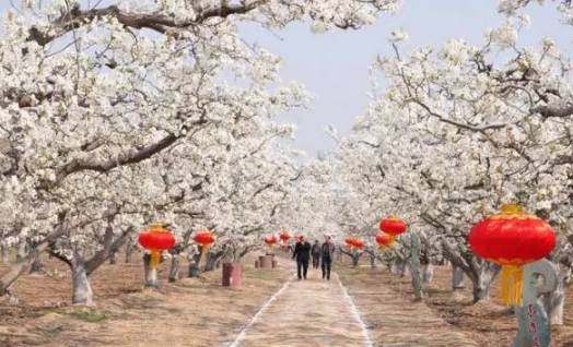 原創｜煙臺這些地方即將進入盛花期，最全“花海地圖”送給你！