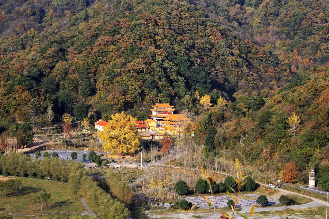 「聽隨州｜深度游」穿越千年的銀杏谷