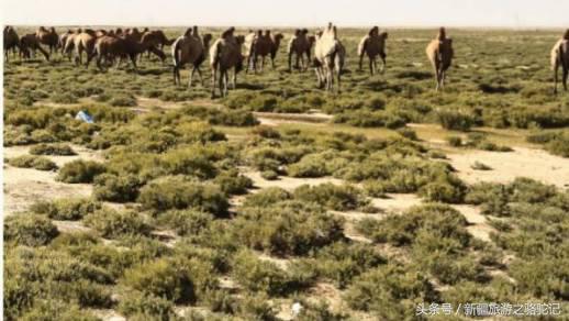 穿行塔克拉瑪干沙漠探尋雅丹與胡楊的蹤跡自駕旅游十一日行