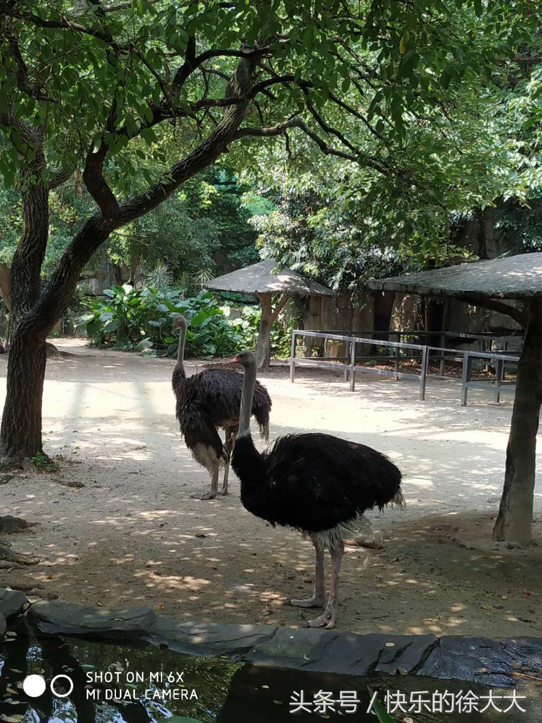 暑假游玩好去處，廣州動物園看動物
