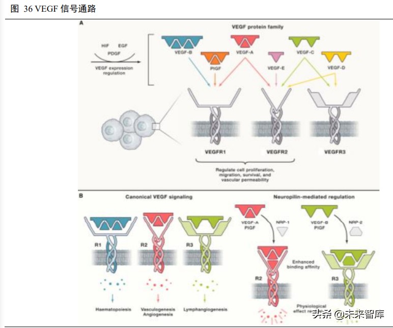 高端生物药之单抗行业深度报告