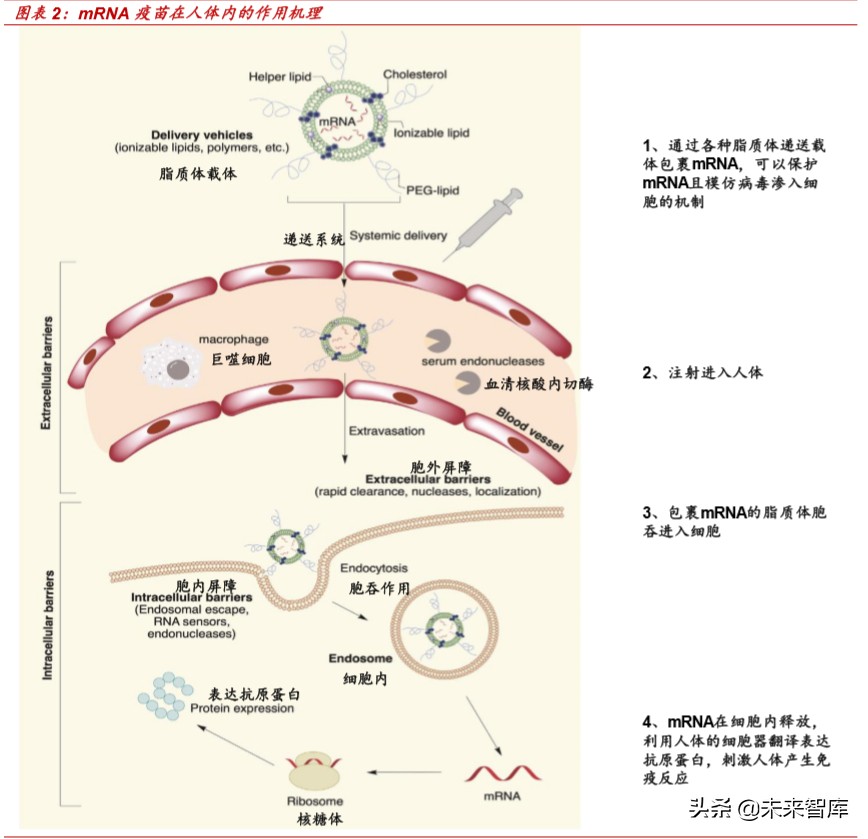 新冠病毒疫苗专题报告：mRNA疫苗究竟是“何方神圣”？