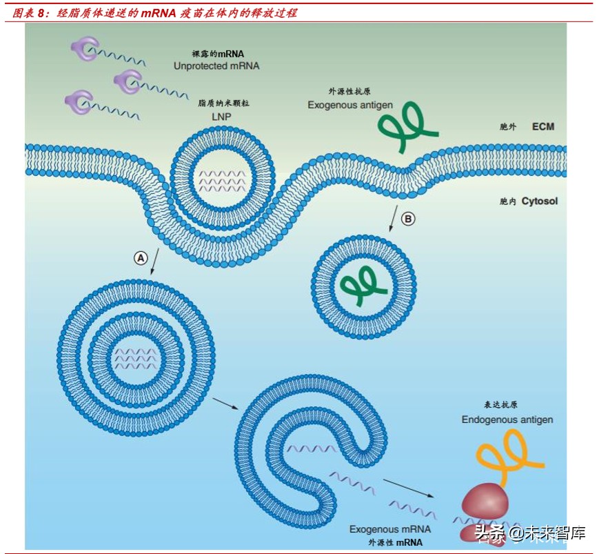 新冠病毒疫苗专题报告：mRNA疫苗究竟是“何方神圣”？