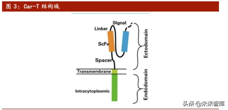 医药行业专题报告：Car-T细胞治疗深度研究