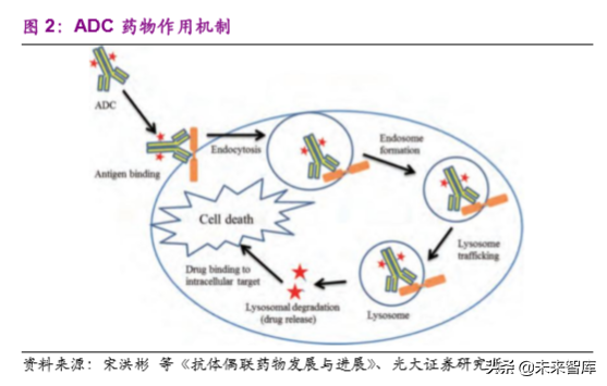 创新药专题：抗体偶联药物，靶向递送毒性小分子的生物导弹