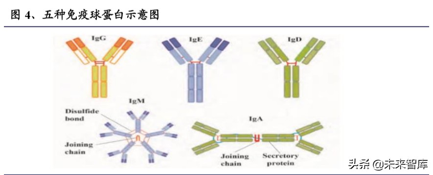 新冠检测行业全景分析及重点投资标的