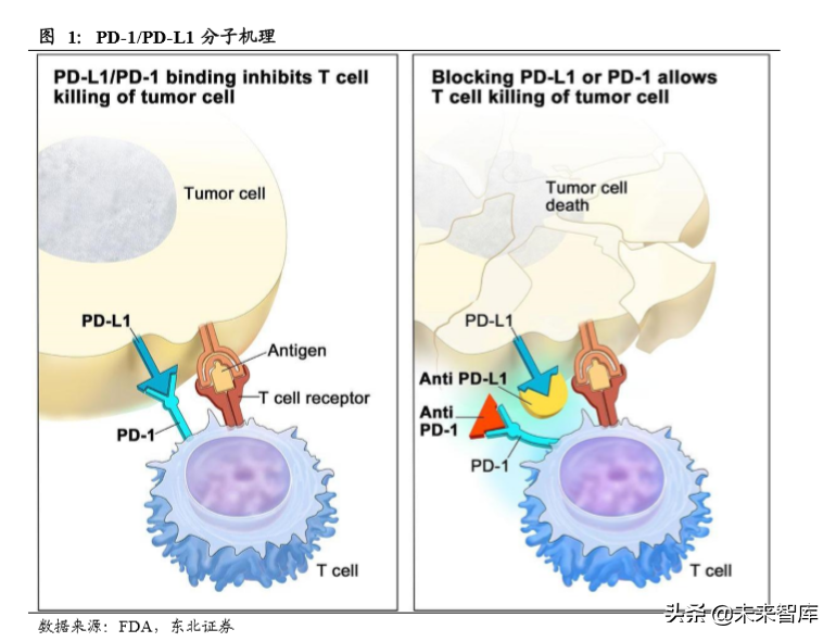 医药生物单抗行业深度研究：靶点篇