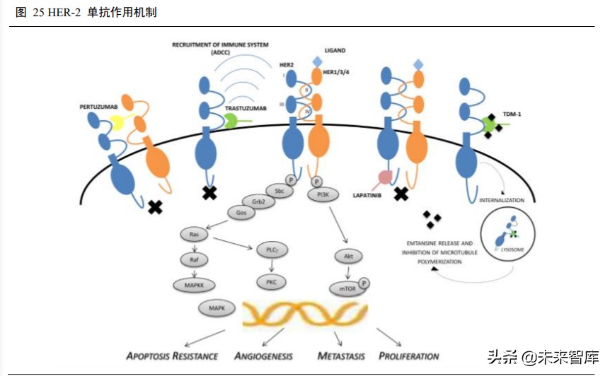 高端生物药之单抗行业深度报告