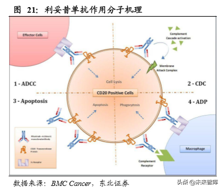 医药生物单抗行业深度研究：靶点篇