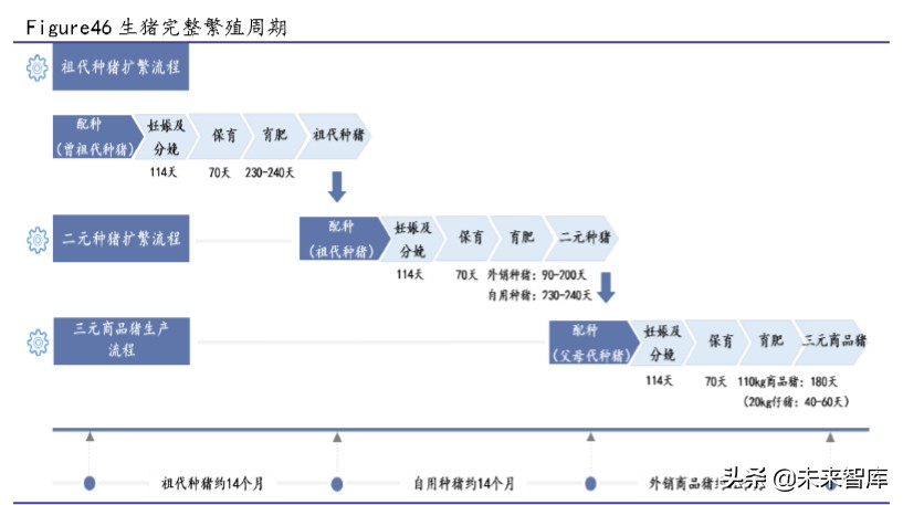 生猪养殖行业专题报告：生猪价格仍处于高位，建议关注龙头