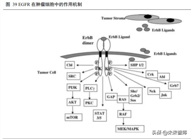 高端生物药之单抗行业深度报告