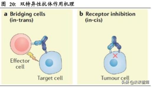 生物医药专题之单抗行业深度报告