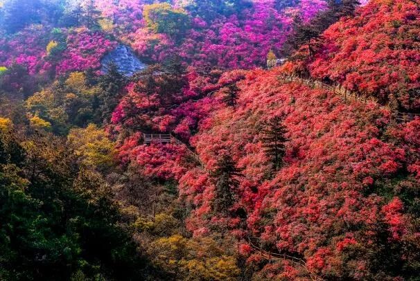 免費搶票！湖北125家景區發放35萬張旅游惠民券！趕緊來搶~