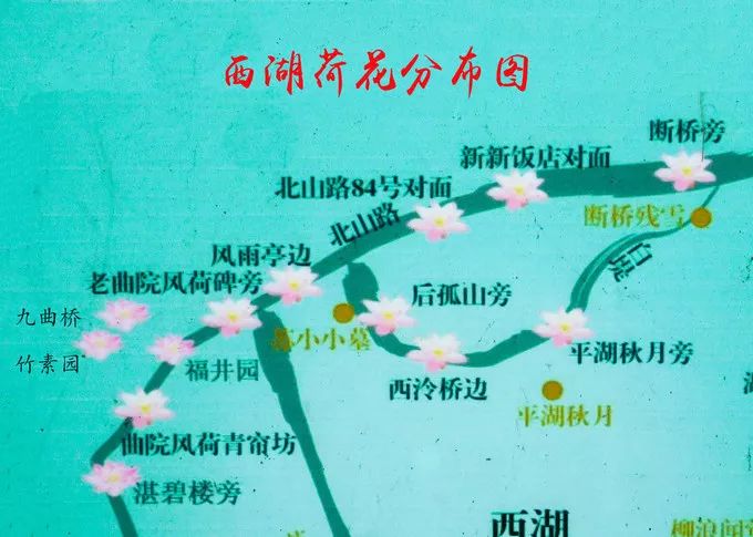 来到美丽的西湖清澈的湖水盛开的荷花杭州西湖荷花盛开的图片