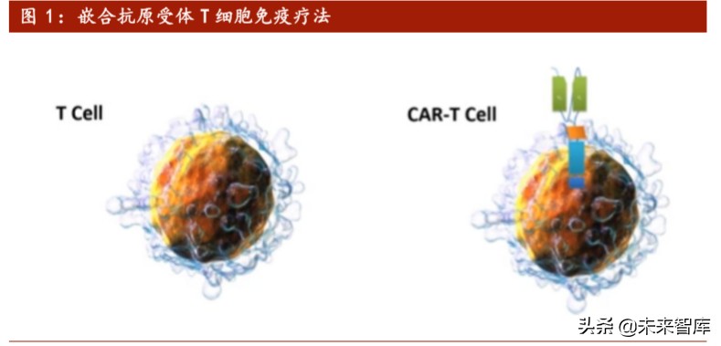 医药行业专题报告：Car-T细胞治疗深度研究