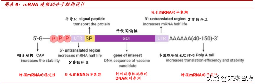 新冠病毒疫苗专题报告：mRNA疫苗究竟是“何方神圣”？