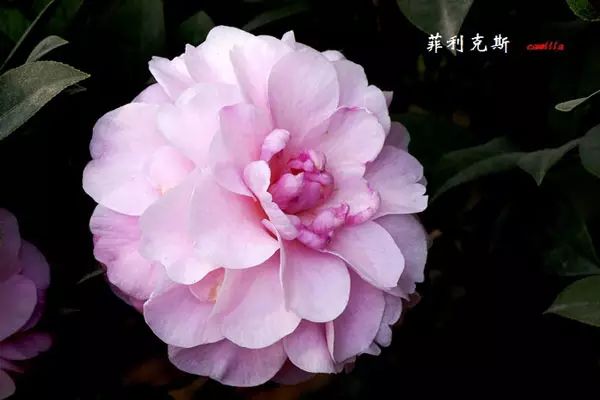茶花品种:东林山茶花品种:蝶翅山茶花品种:道红的曙光山茶花品种