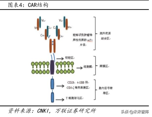 医药行业专题报告：CAR-T，商业化进展顺利，市场潜力仍待挖掘