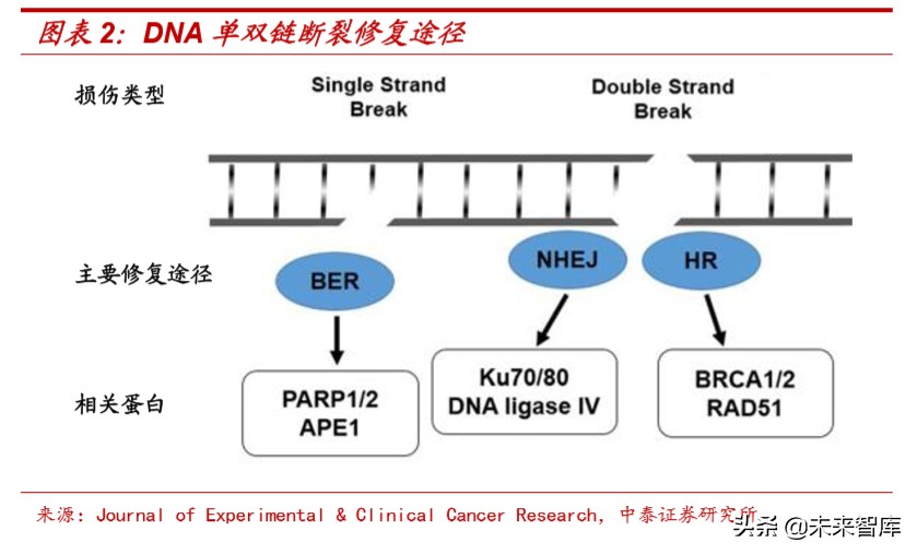 医药行业深度报告：适应症横跨多个癌种，PARP抑制剂前景广阔