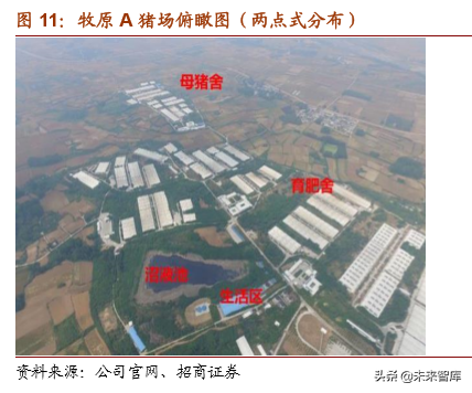 生猪养殖专题报告：长短扬镳，买在分歧