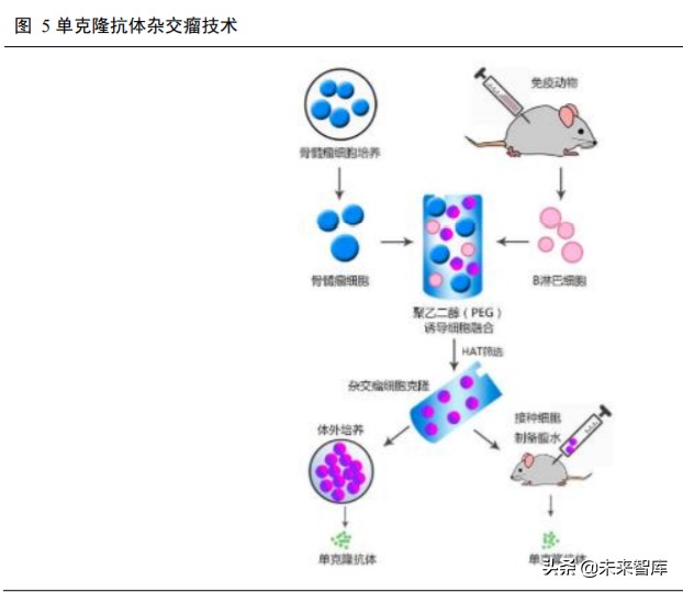高端生物药之单抗行业深度报告
