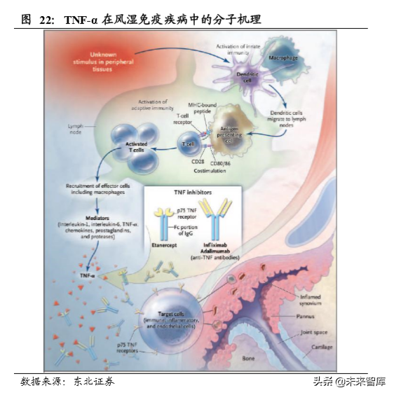 医药生物单抗行业深度研究：靶点篇