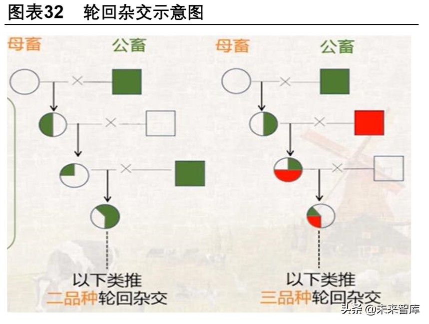 双疫情下中国生猪产业链专题报告