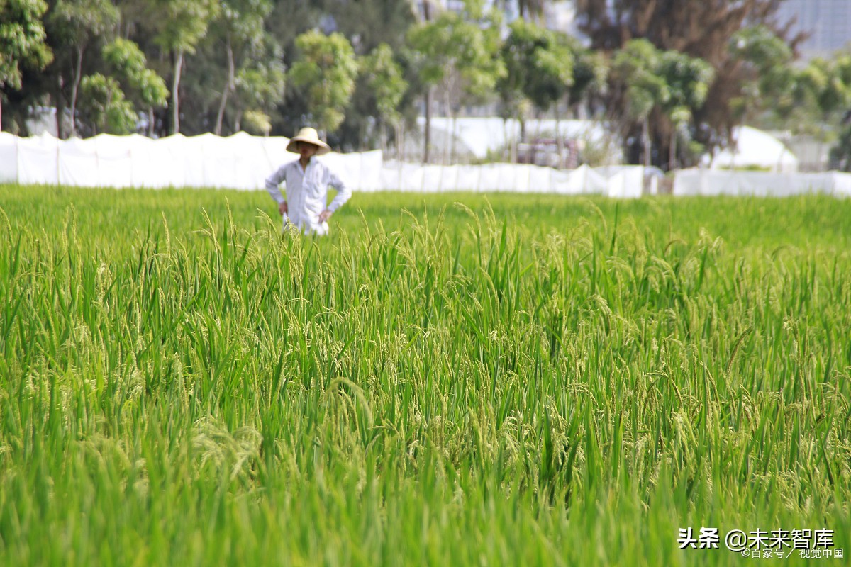 种子行业专题报告：市场空间、发展趋势、供需结构