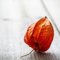 风吹枫叶红1头像