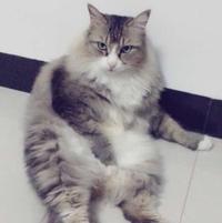 想变成猫头像