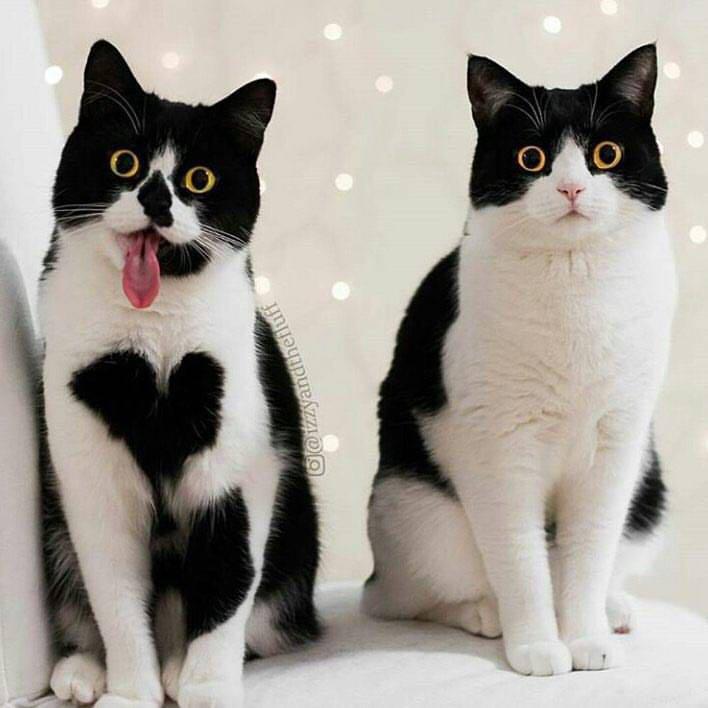 猫腹水有哪些症状？-悟空问答