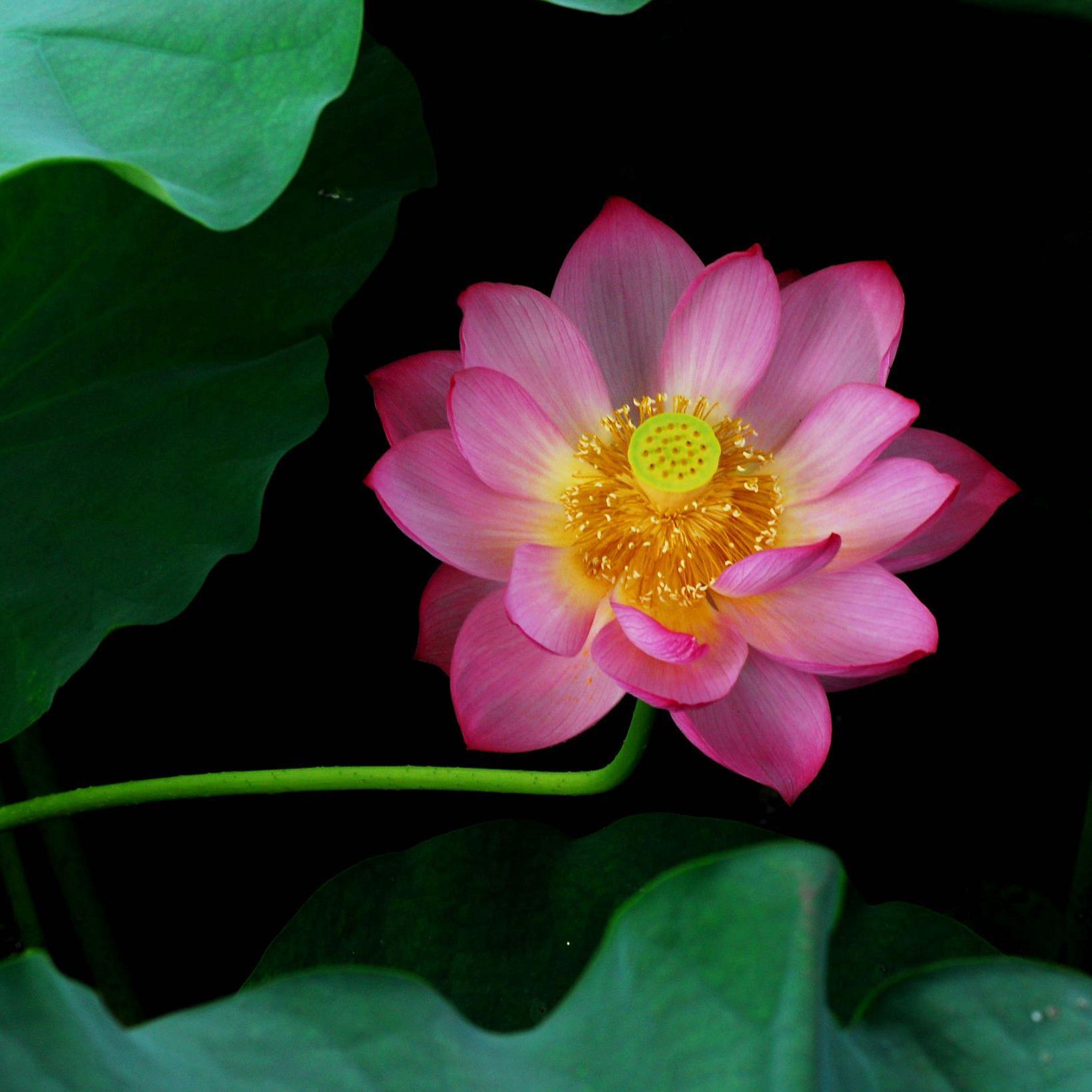 最清丽的兰花诗词，当属宋代苏轼的《题杨次公春兰》—— 春兰如佳人，不采羞自献。 时闻风露香，蓬艾深不见。 丹青写真色，欲补《离骚传》。 对之如 ...
