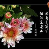 dalee头像