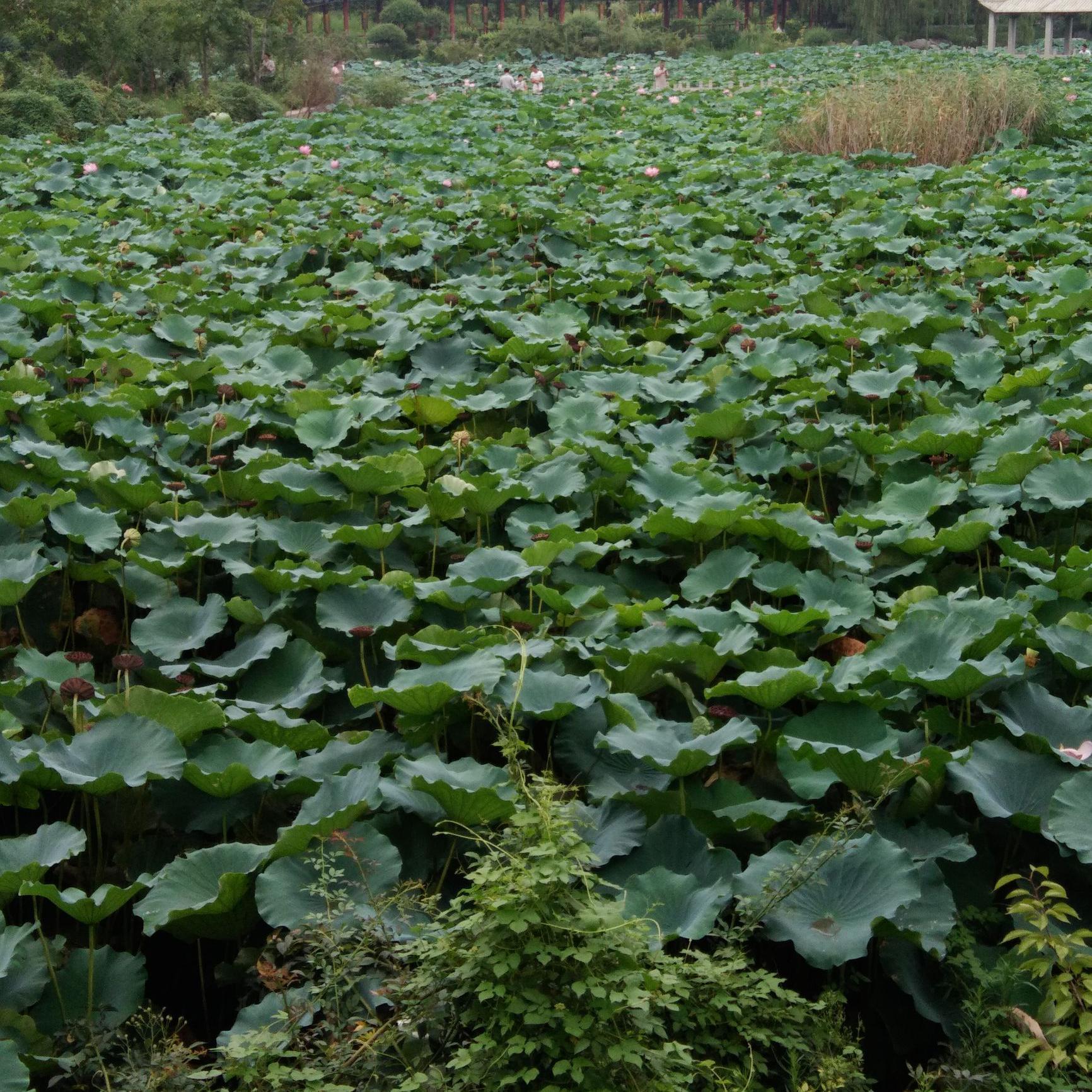 小菲学做饭头像