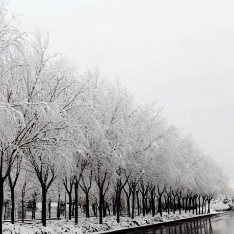 阳春佰雪头像