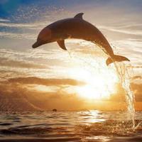 平安是福18231头像