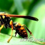 曹洪伟78326398头像
