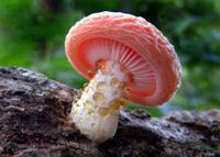 粉色小蘑菇头像