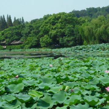 思南旅行达人头像